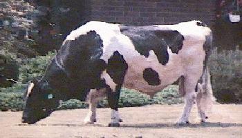 Nude Bull