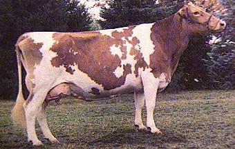 Nude Cow